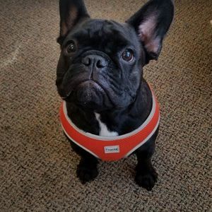 Meet your Posher, Chad